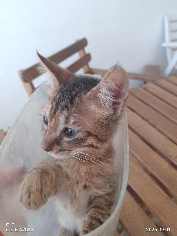 🐾 “Melissa, il tuo sorriso in formato micina” Foto 3
